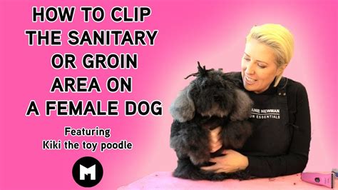 How To Clip The Sanitary Or Groin Area On A Female Dog Youtube