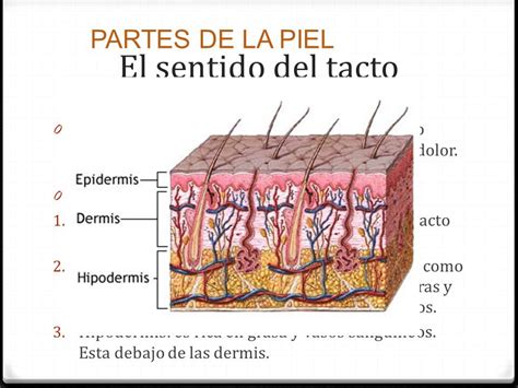 Sentido Del Tacto La Piel Diagrama Etiquetado Images And Photos Finder