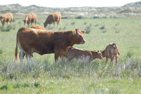 Free Images Grass Field Meadow Prairie Wildlife Cow Herd