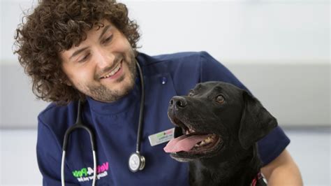 Vets4pets Careers Putting Your Pet First Experts In Vet Care