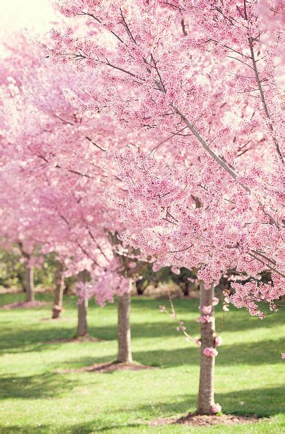 Be My Own Landscape Designer As Well Love Sakura Trees If I Could