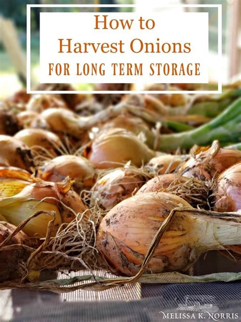 How To Harvest Onions For Long Term Storage Melissa K Norris