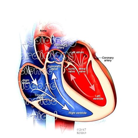 Heartvalvedisease Illustration Physiology Cardiology Science