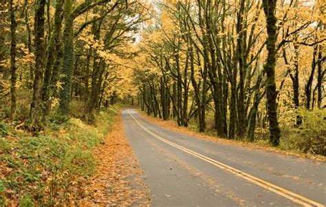 Wallpaper Road Autumn Forest Leaves Trees Park Colorful Forest