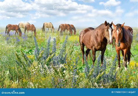 Horses Standing Eating On Meadow Grass Background Stock Photo Image