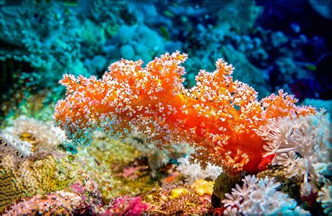 Precious Corals Treasures From The Depths Worldatlas