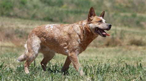 Red Heeler A Strong And Independent Dog From Australia Barking Royalty