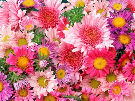 Daisies And Mums Wallpapers Hd Wallpapers Id 5590