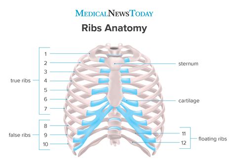 How Many Ribs Do Humans Have Men Women And Anatomy Human Ribs