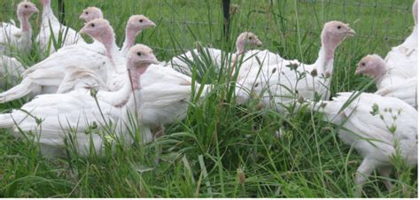 why pasture raised turkeys — green ridge acres