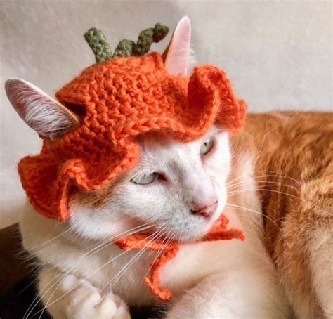 11 Cute Crochet Cat Hat Patterns Cat Hat Pattern Crochet Cat Hat
