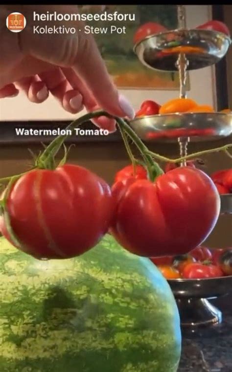 Watermelon Beefsteak Tomato Seeds Nj Usa Grower Heirloom Organic Nj