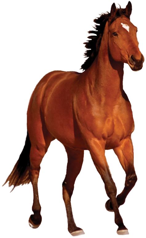 Mustang Bay Running Clip Art Horse Png Transparent Image Png Download