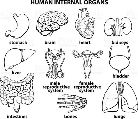 How To Draw Internal Organs Of Human Body Westbrook William