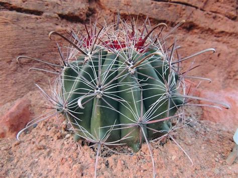 Arizona Barrel Cactus Info Carin For Arizona Barrel Cacti In Gardens