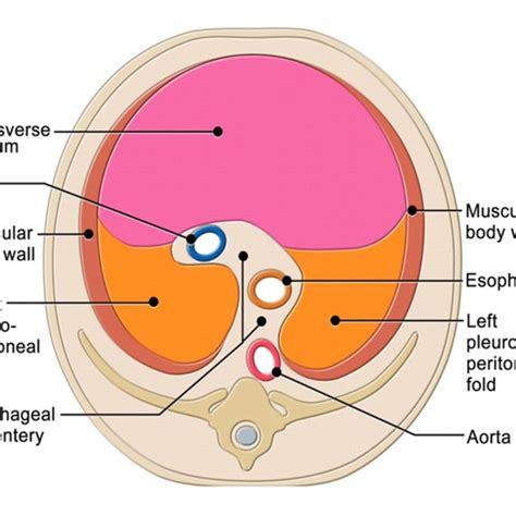 Development Of The Diaphragm Diaphragm Develops By Fusion Of Four