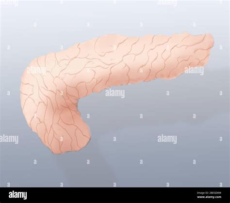 How Does The Pancreas Work Hi Res Stock Photography And Images Alamy