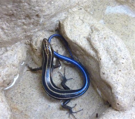 Blue Tailed Skink By Gaaraxluvr On Deviantart