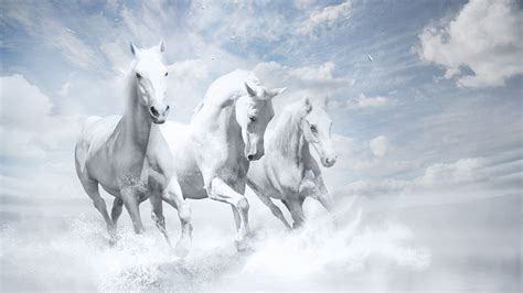 2560x1440 White Horses Hd 1440p Resolution Hd 4k Wallpapers Images
