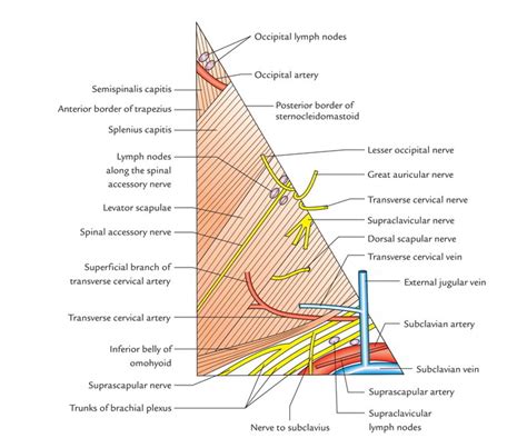 Muscles Of The Floor Of The Posterior Triangle Of The Neck Bios Pics