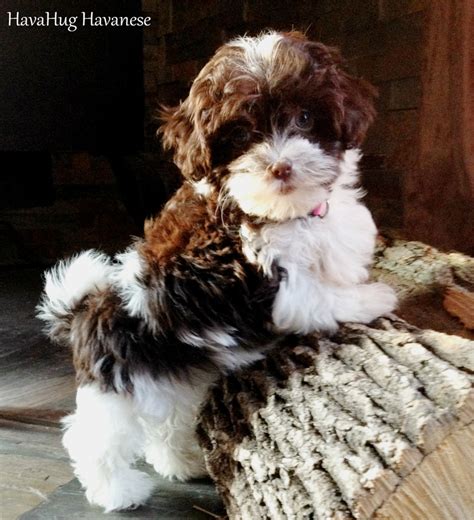Delivering havanese puppies in our home in central michigan for over 25 years. HavaHug Havanese Puppies - HavaHug Havanese Puppies of ...