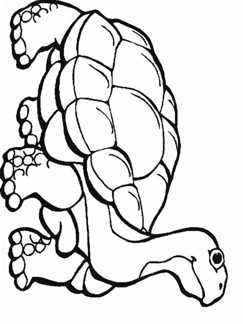 31 Printable Rainforest Animals Coloring Pages Pictures Colorist