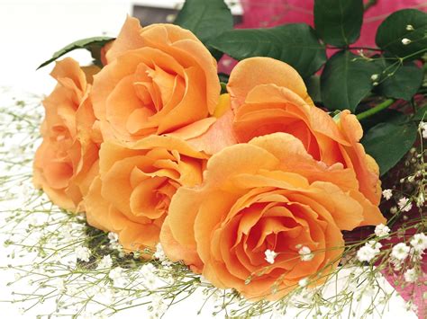 Orange Roses Flowers Wallpaper 34611339 Fanpop