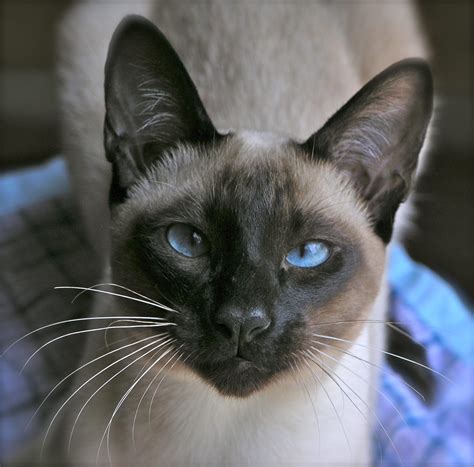 Carol Gagatch Timeline Photos Siamese Cats Facts Siamese Cats Cats