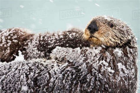 Sea Otter With Snow Covering Fur Holding Newborn Pup During Blizzard