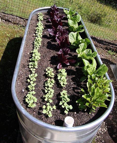 Raised Vegetable Gardens Vegetable Garden Design Raised Garden Beds