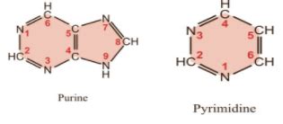 Compare The Structures Of Purines And Pyrimidines