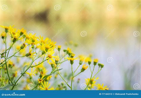 Little Yellow Meadow Flowers Stock Image Image Of Petal Dress 77144313