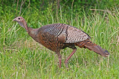 wild turkey female meleagris gallopavo occoquan bay national female turkey guinea fowl