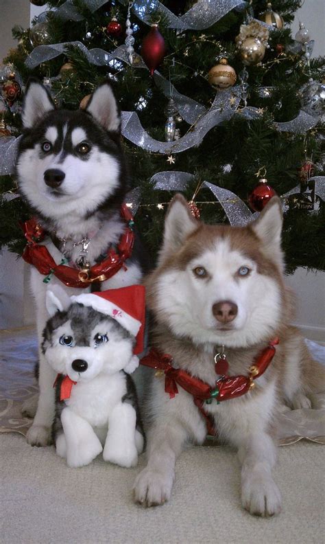 Christmas Huskies Sled Decoration Ideas