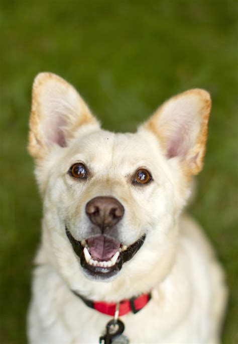 18 Adorable Mixed Breed Dogs Youll Fall In Love With Mixed Breed