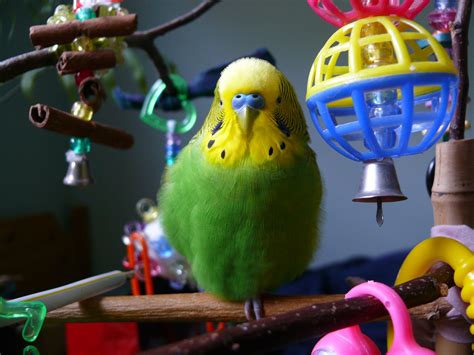 Budgies Are Awesome Budgie Of The Month Birdbird
