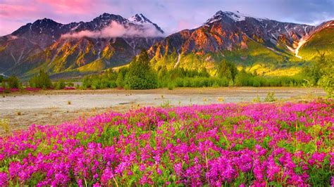 Beautiful Flowers In The Mountains