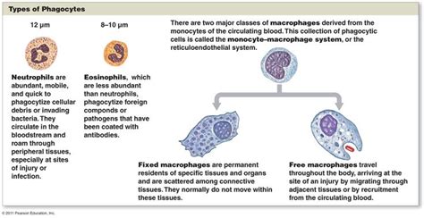 Types Of Phagocytes Anatomy And Physiology Immunology Physiology