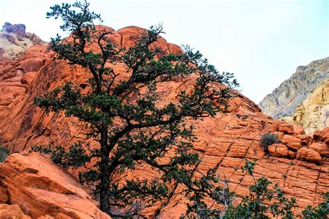 Utah Red Rocks Free Photo On Pixabay Pixabay