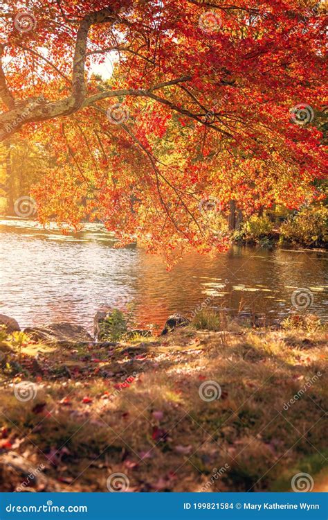 Sunny Autumn Day With Fall Colors At Lake Stock Photo Image Of Lake