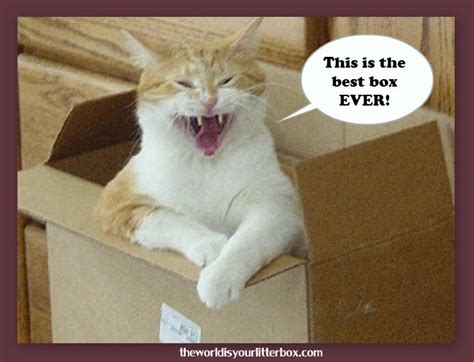 The Best Box Ever Cats Funny Cat Pictures Cat Pics