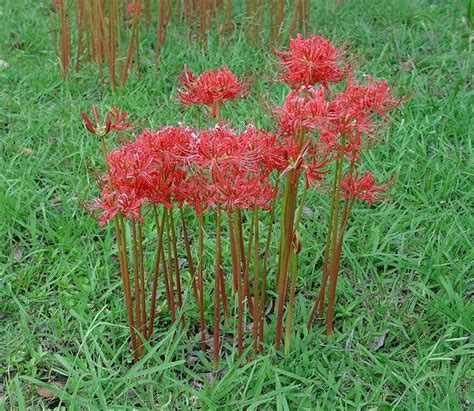 In this program, host dr. Perennial flowers for Alabama | Lycoris Radiata This used ...