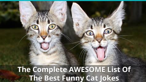 Funny Cat Jokes One Liners Jokes Wall