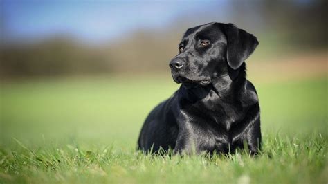 Black Pet Dog Labrador Retriever Grass Field Wallpaper Labrador