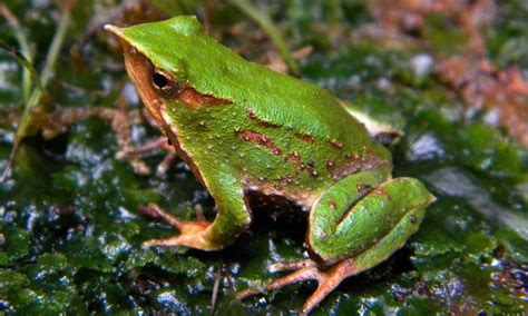 Darwins Frog Declared Extinct After Killer Disease Wipes Out