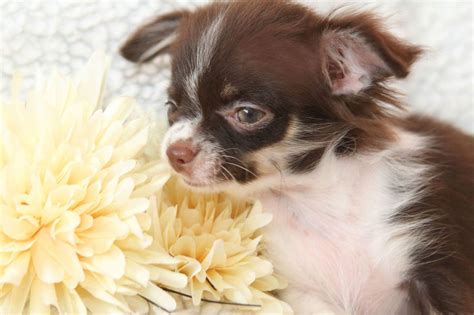 Male chihuahua puppy with main regisrtaion papers $900 for show/or to breed vaccinated, vet checked, microchipped ready to go now to goood home he is long coat. Long hair chihuahua puppy - CHOCOLATE (sold ...