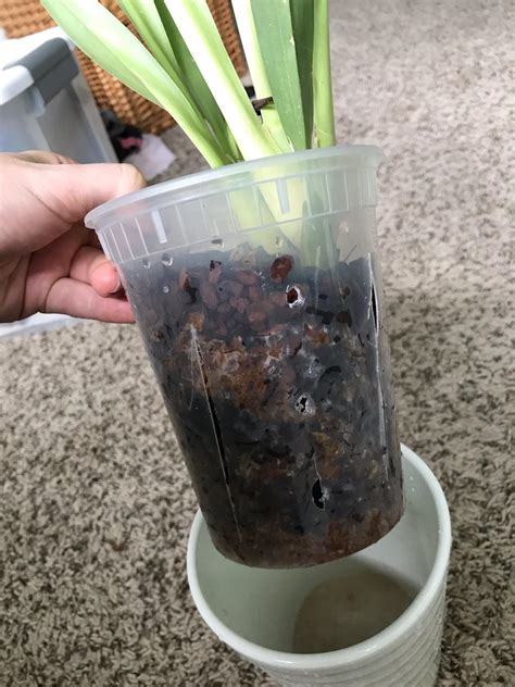Homemade Orchid Pots From Takeout Containers Orchids