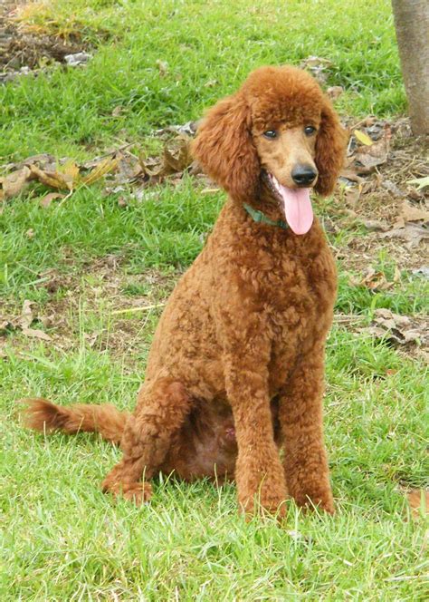 Apricot Standard Poodle Puppies You Can Find Out More Advice On Pet