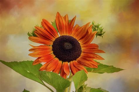End Of Summer Sunflower Photograph By Lynn Hopwood Fine Art America