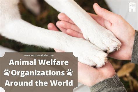 Animal Welfare Organizations Around The World Earth Reminder